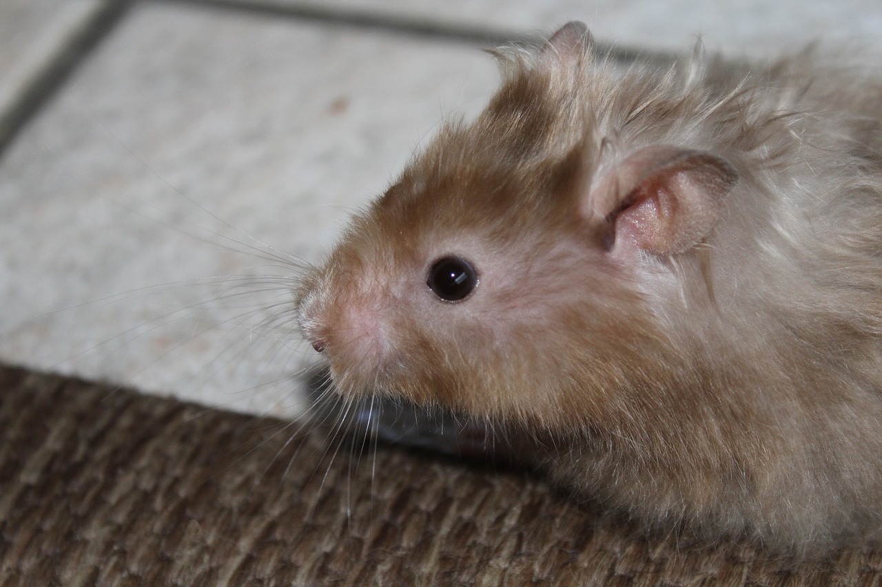 hamster nager rodent free photo