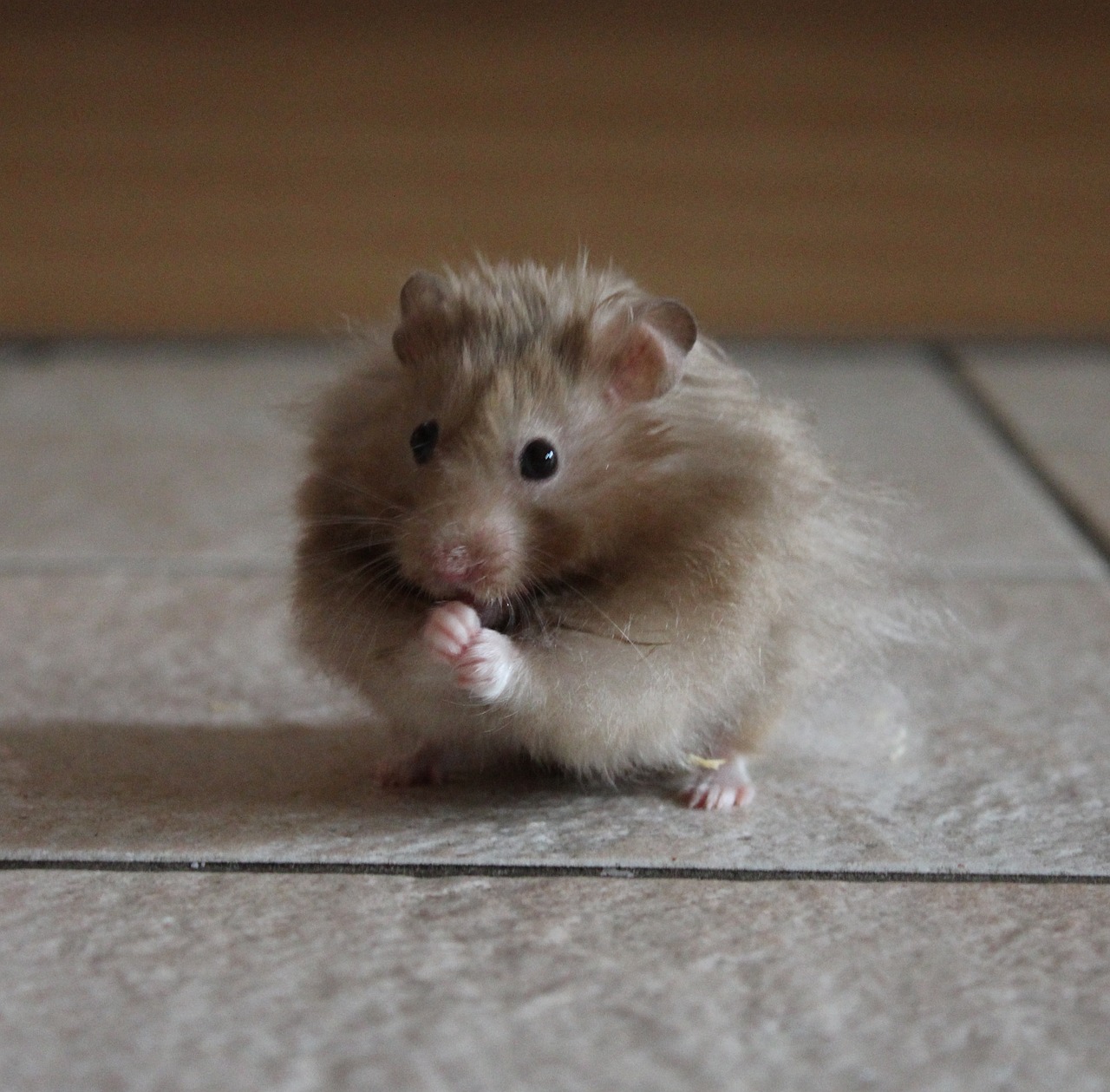 hamster nager rodent free photo
