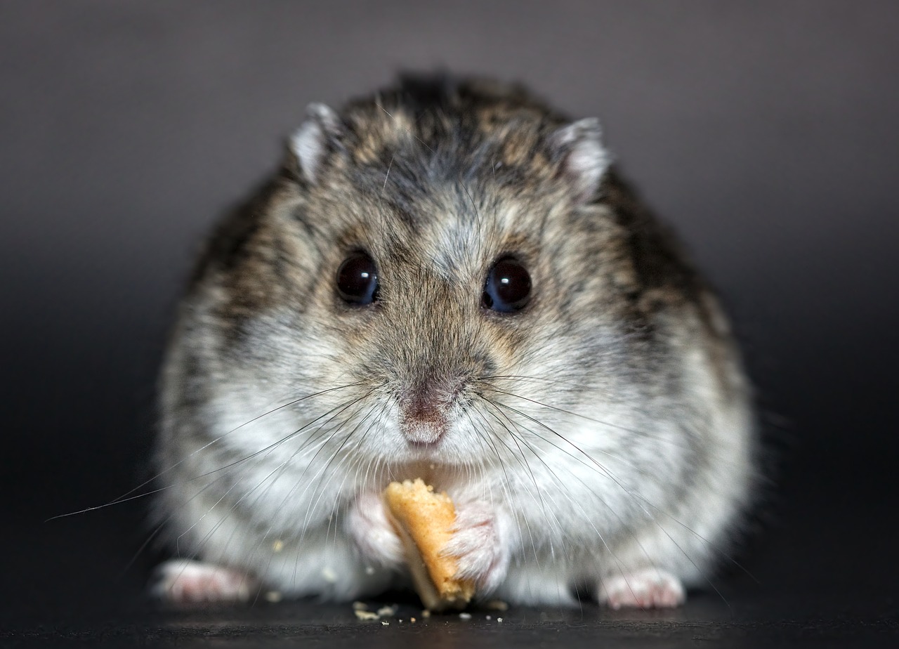 hamster dwarf hamster dschungare free photo