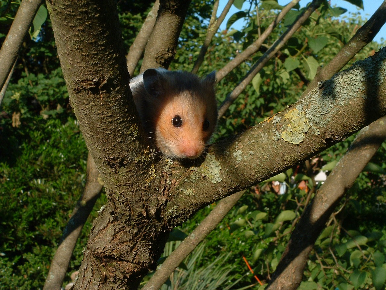 hamster pet animal free photo