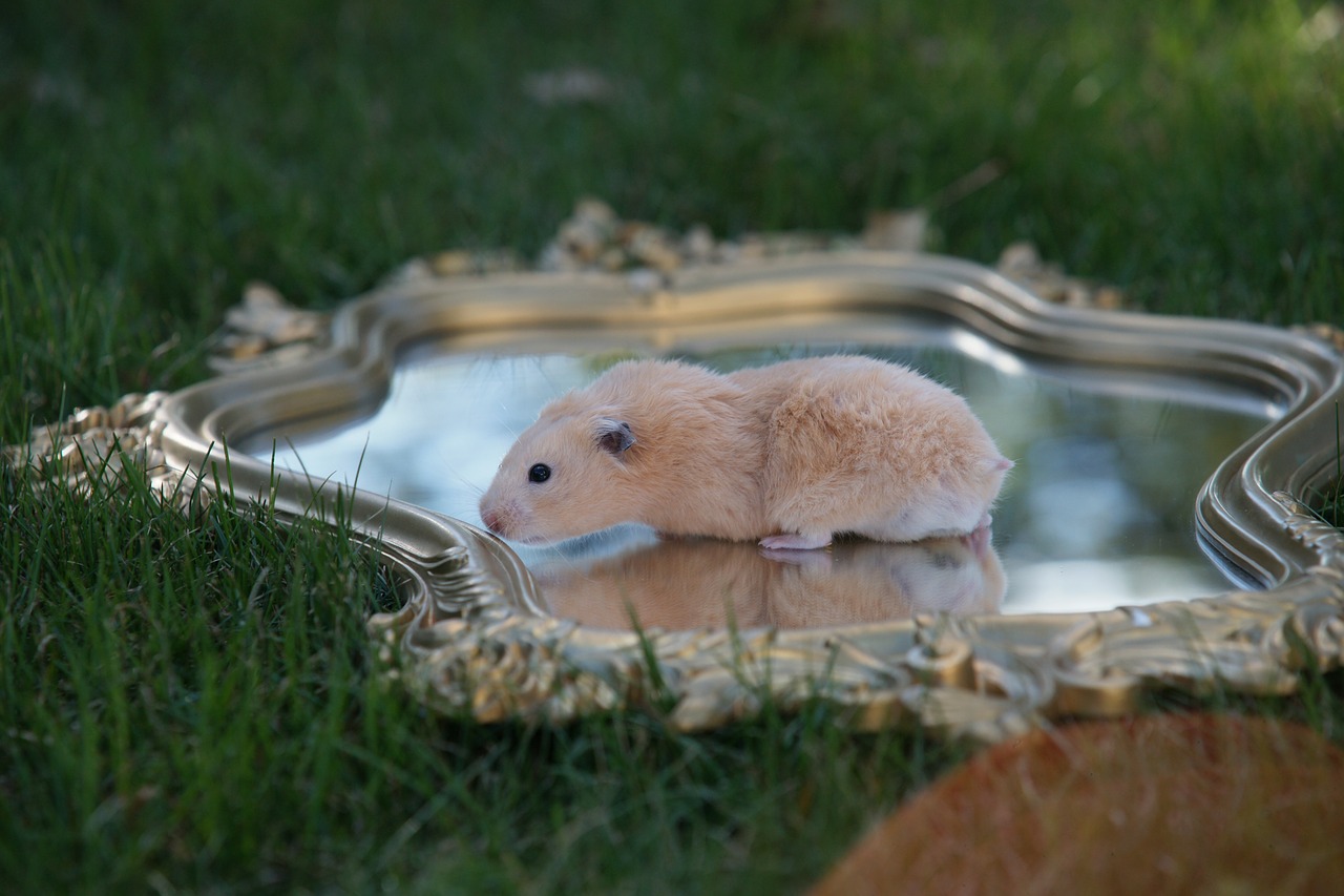 hamster pet gold free photo