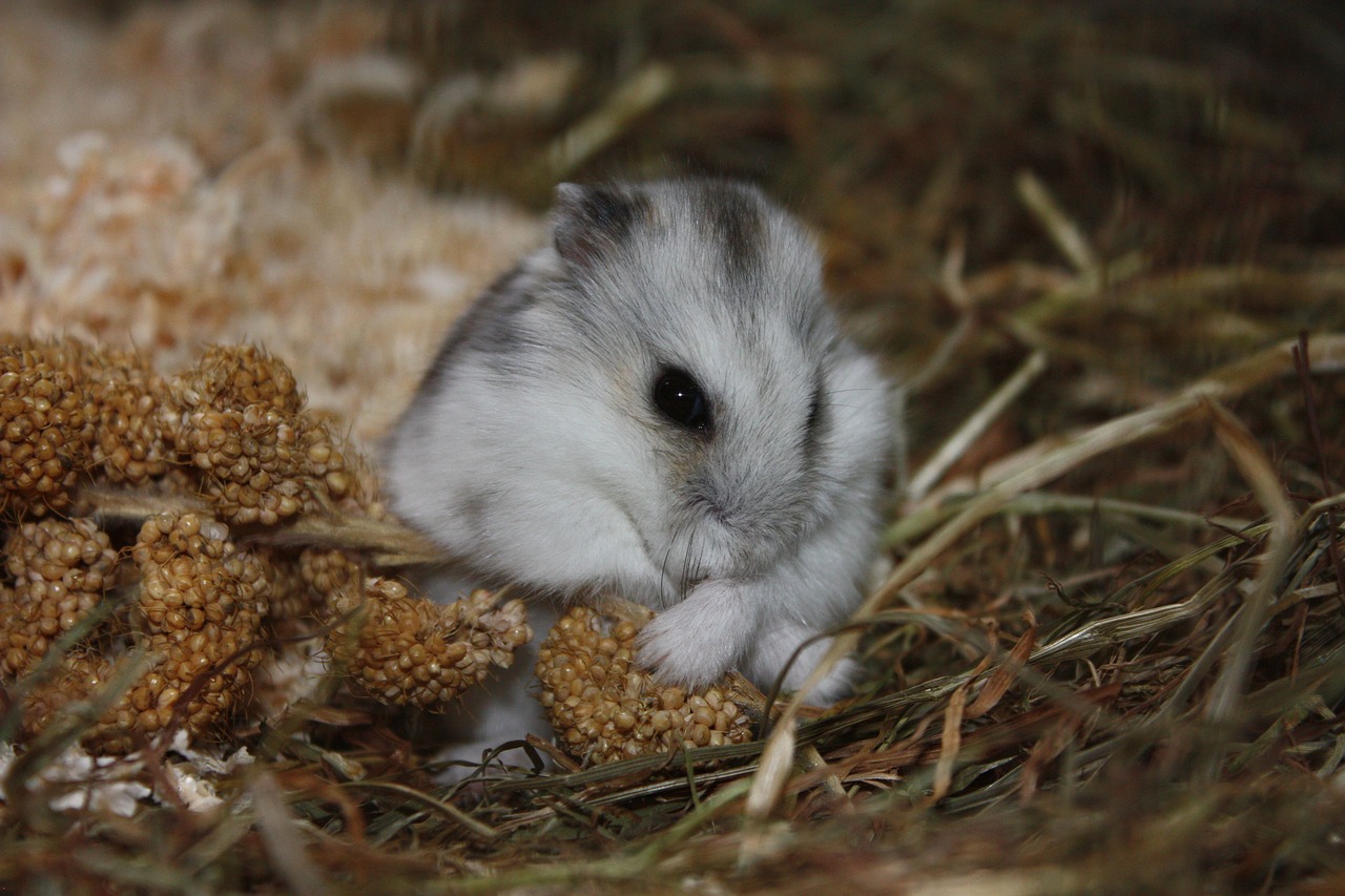 hamster animal cute free photo