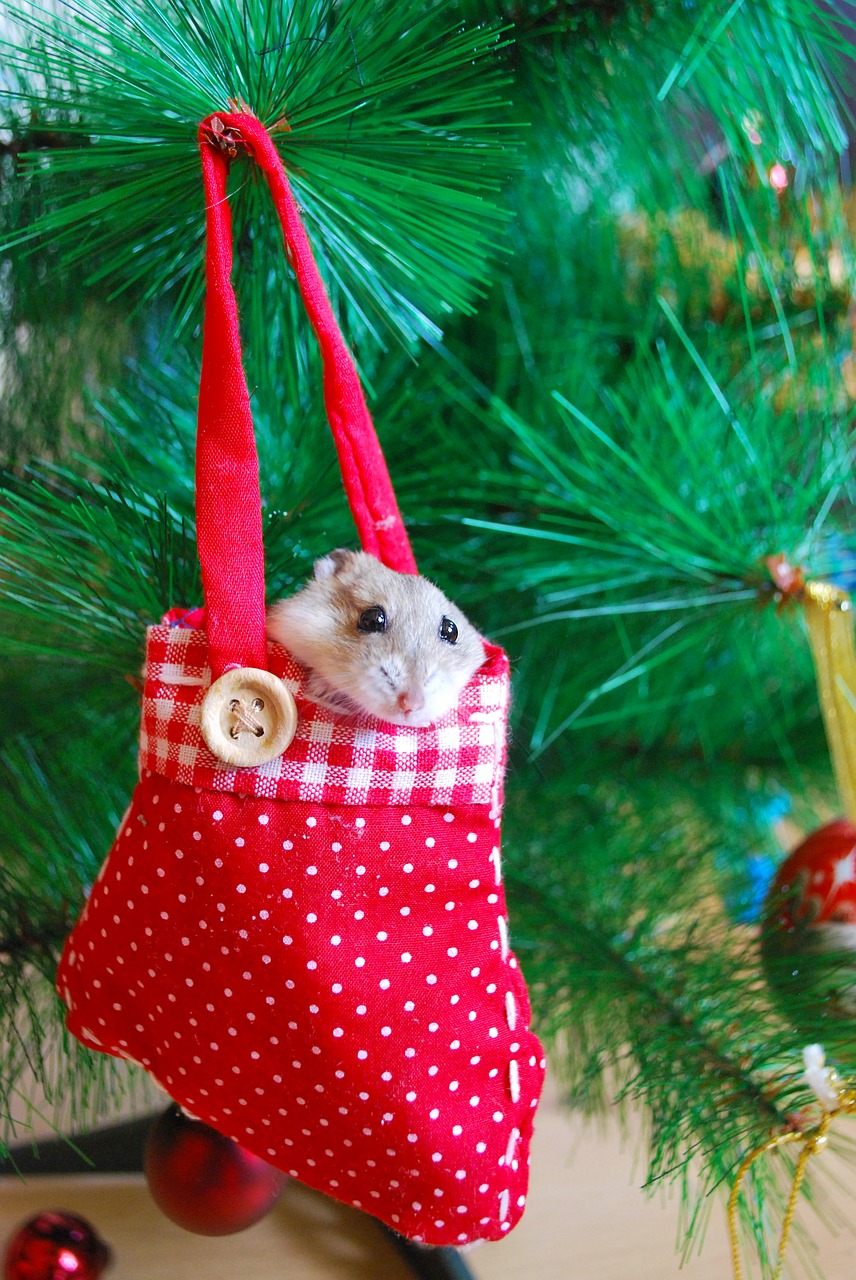 hamster new year decoration free photo