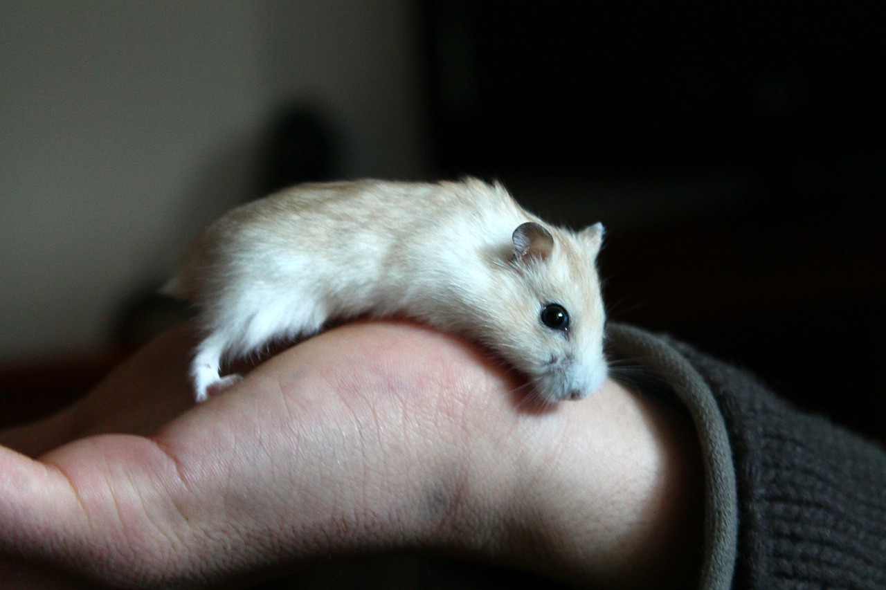 hamster animal hand free photo