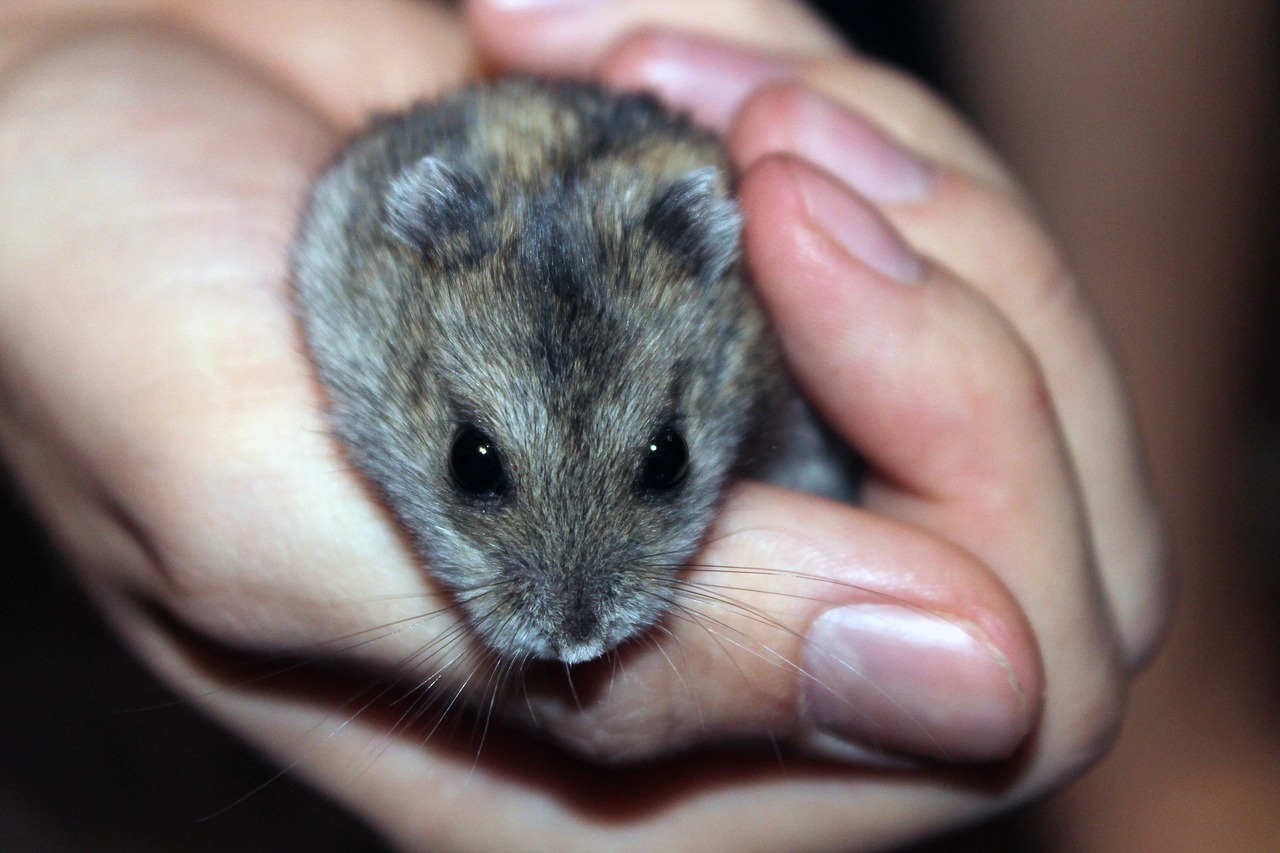 hamster rodent pet free photo