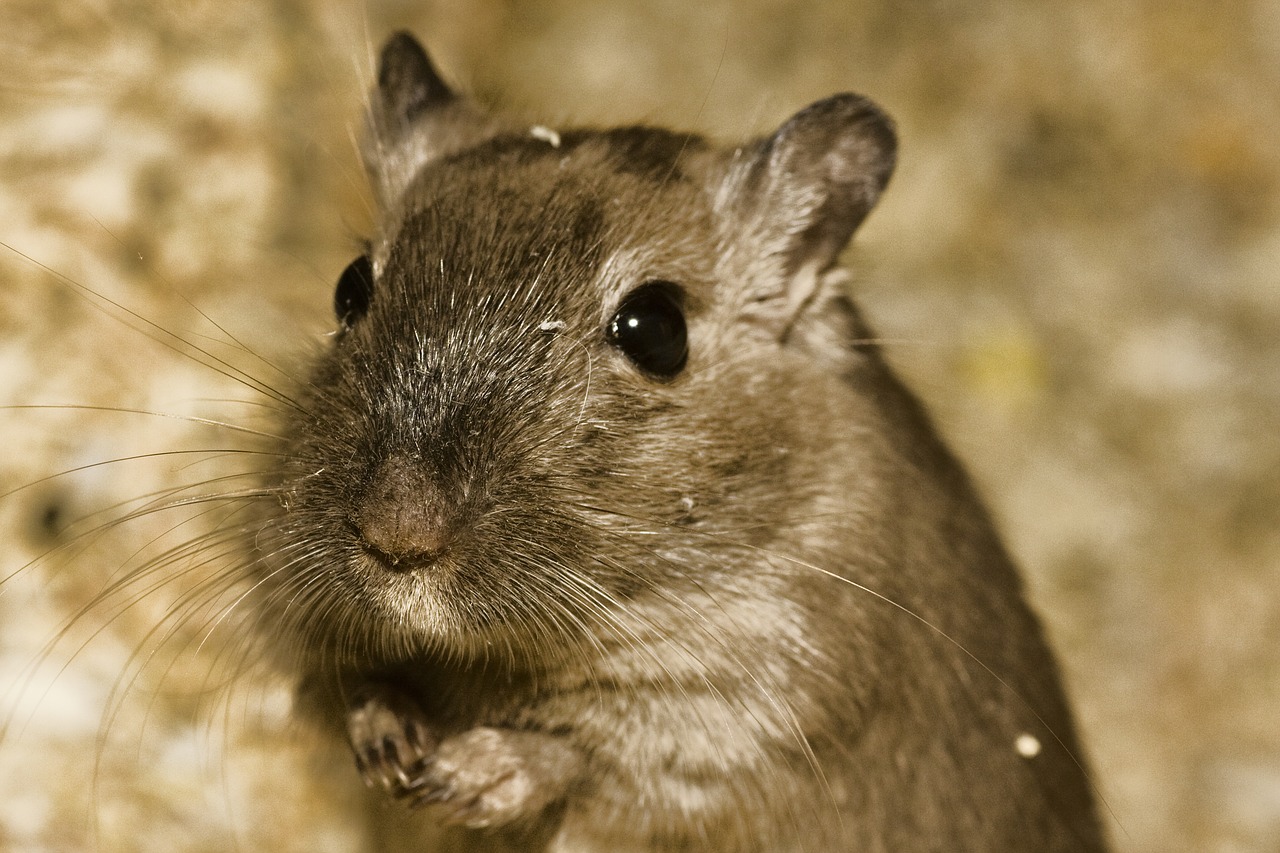 hamster pet sweet free photo