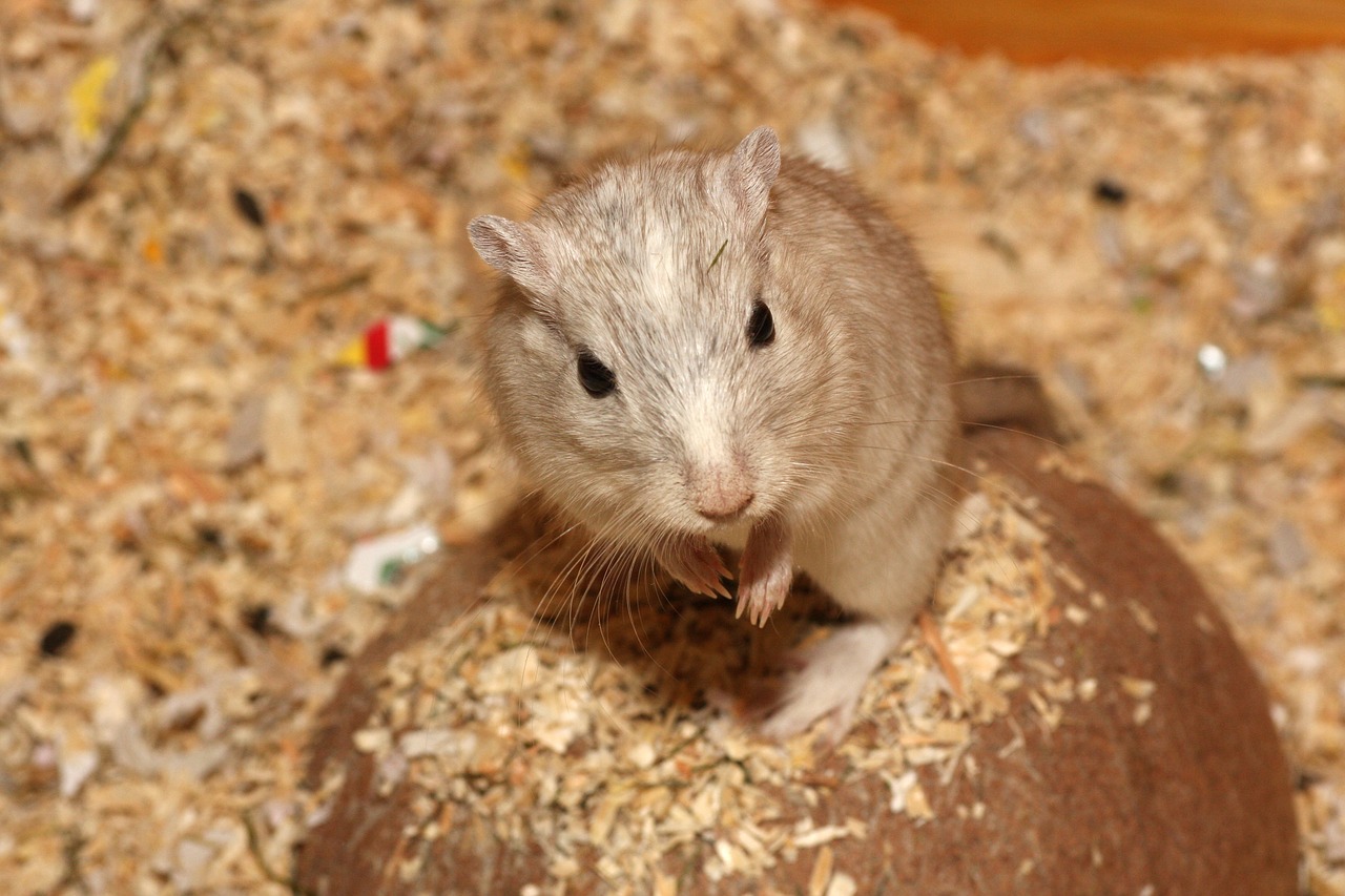 hamster mouse white free photo