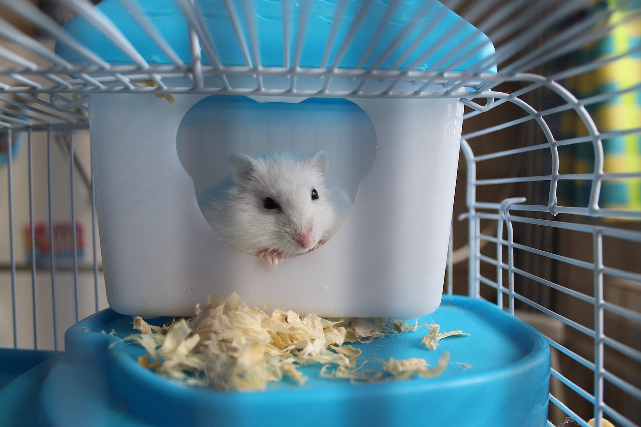 hamster rodent cage free photo