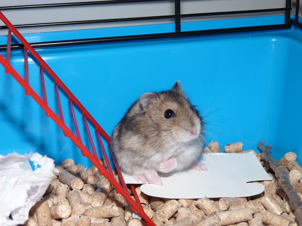 hamster  cage  cute free photo