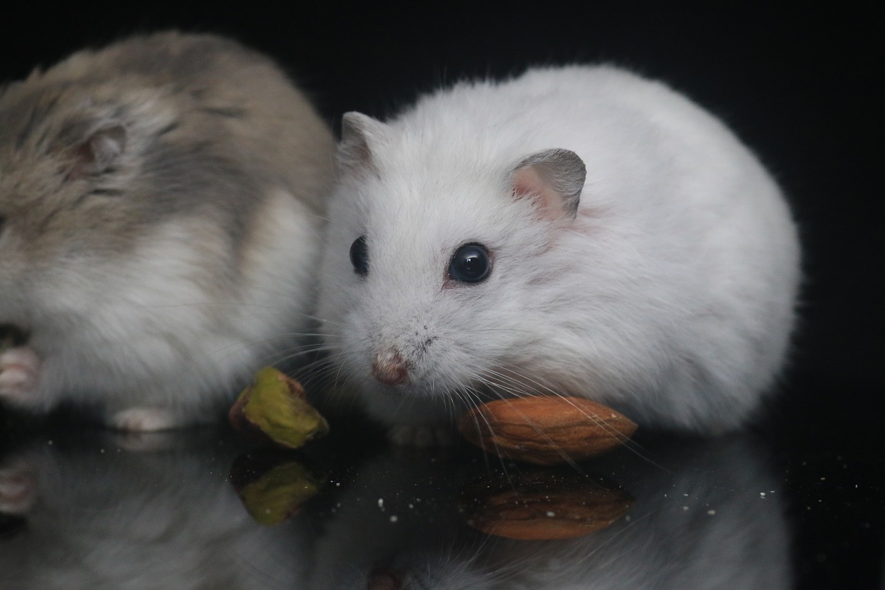 hamster  pets  small animals free photo