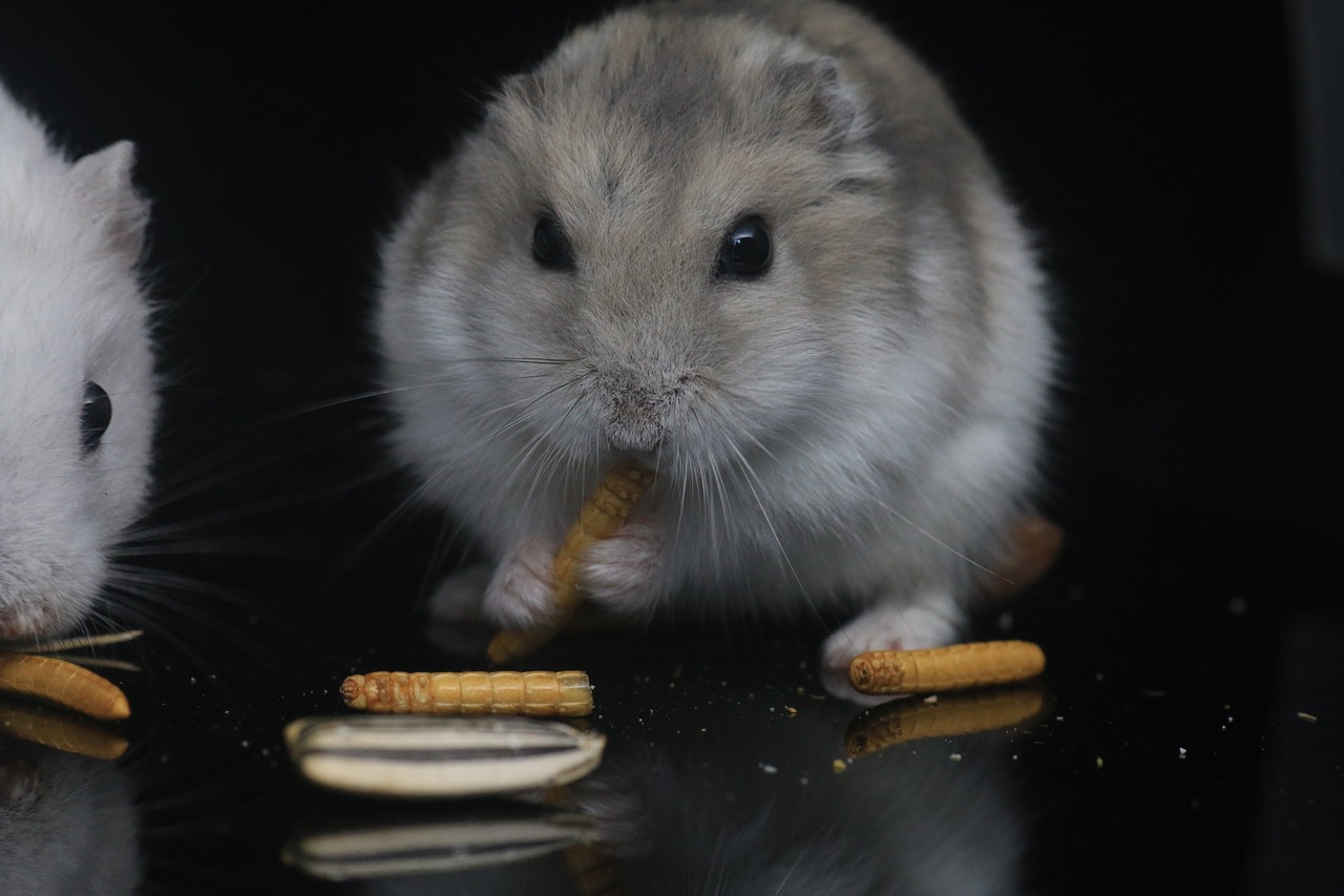 hamster  pets  small animals free photo