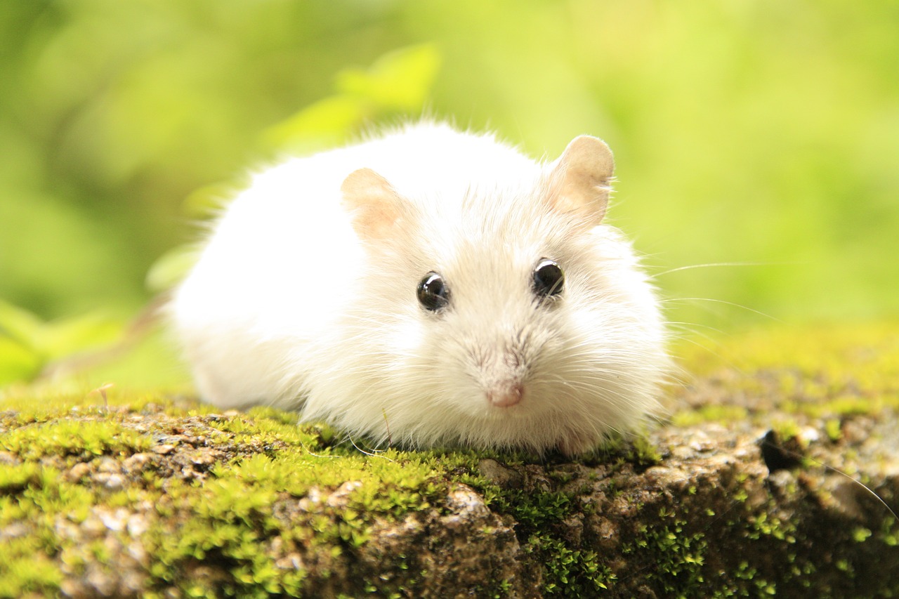 Pet Animals Hamster - Anna Blog