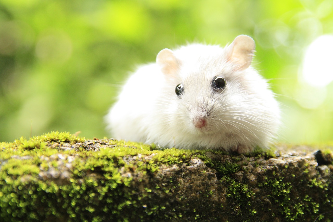 hamster  mouse  animals free photo