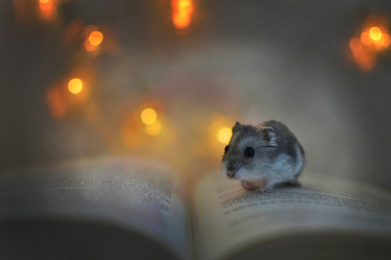 hamster  book  lights free photo