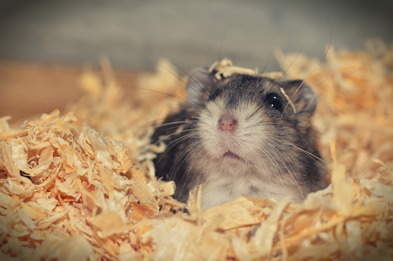 hamster  animal  rodent free photo