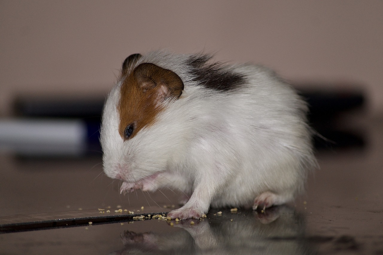 hamster  pet  eating free photo