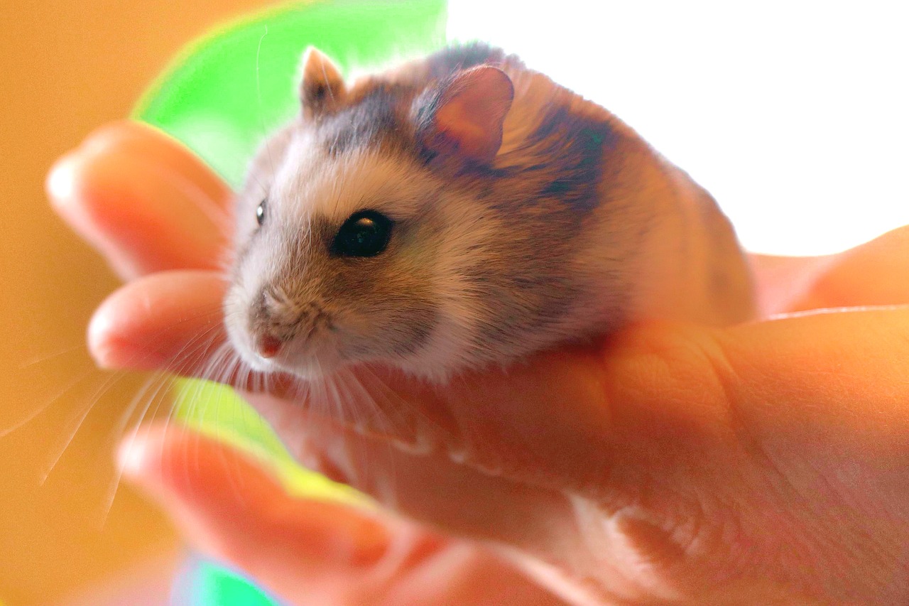 hamster  pet  rodent free photo