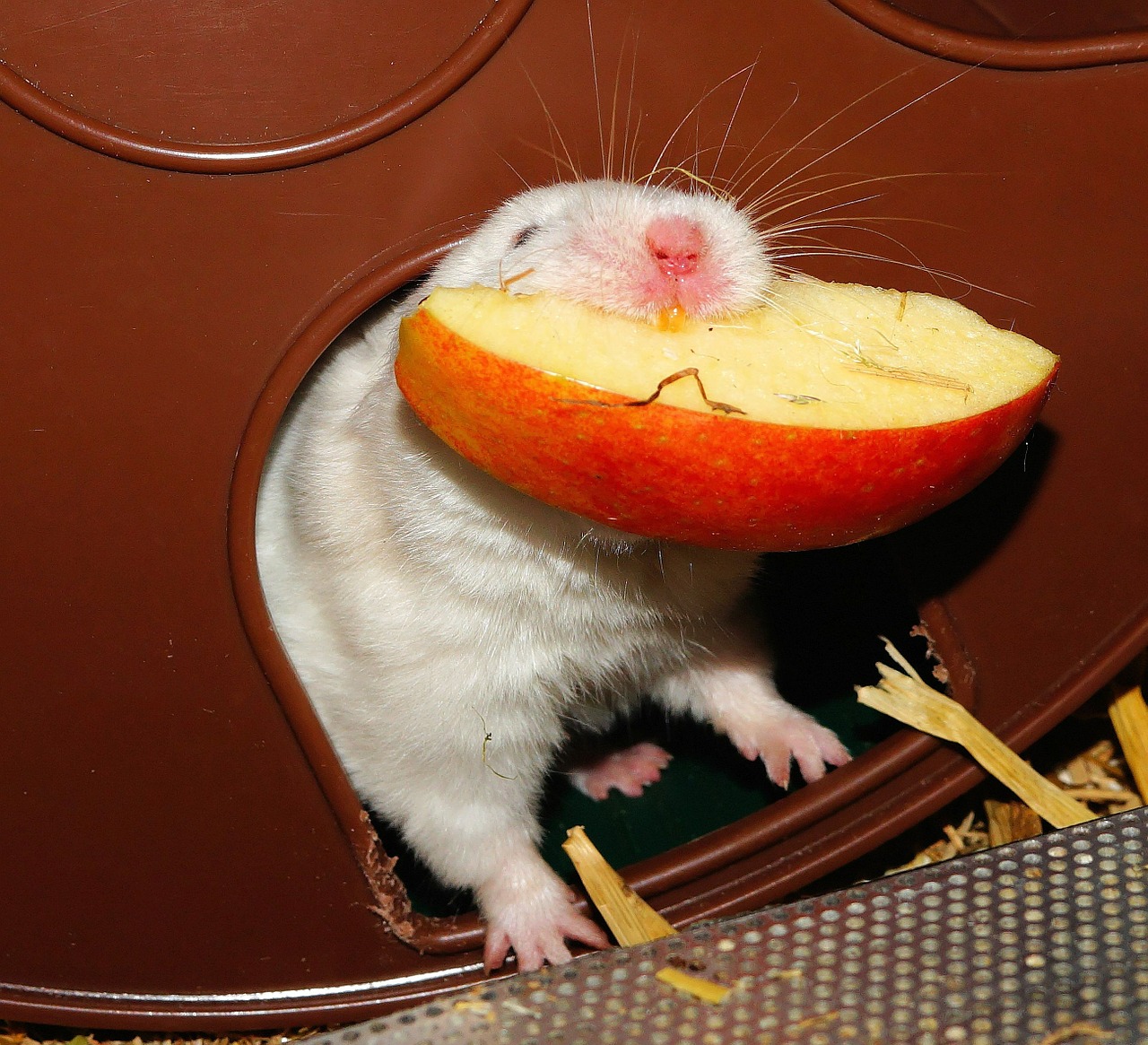 hamster eat impeller free photo