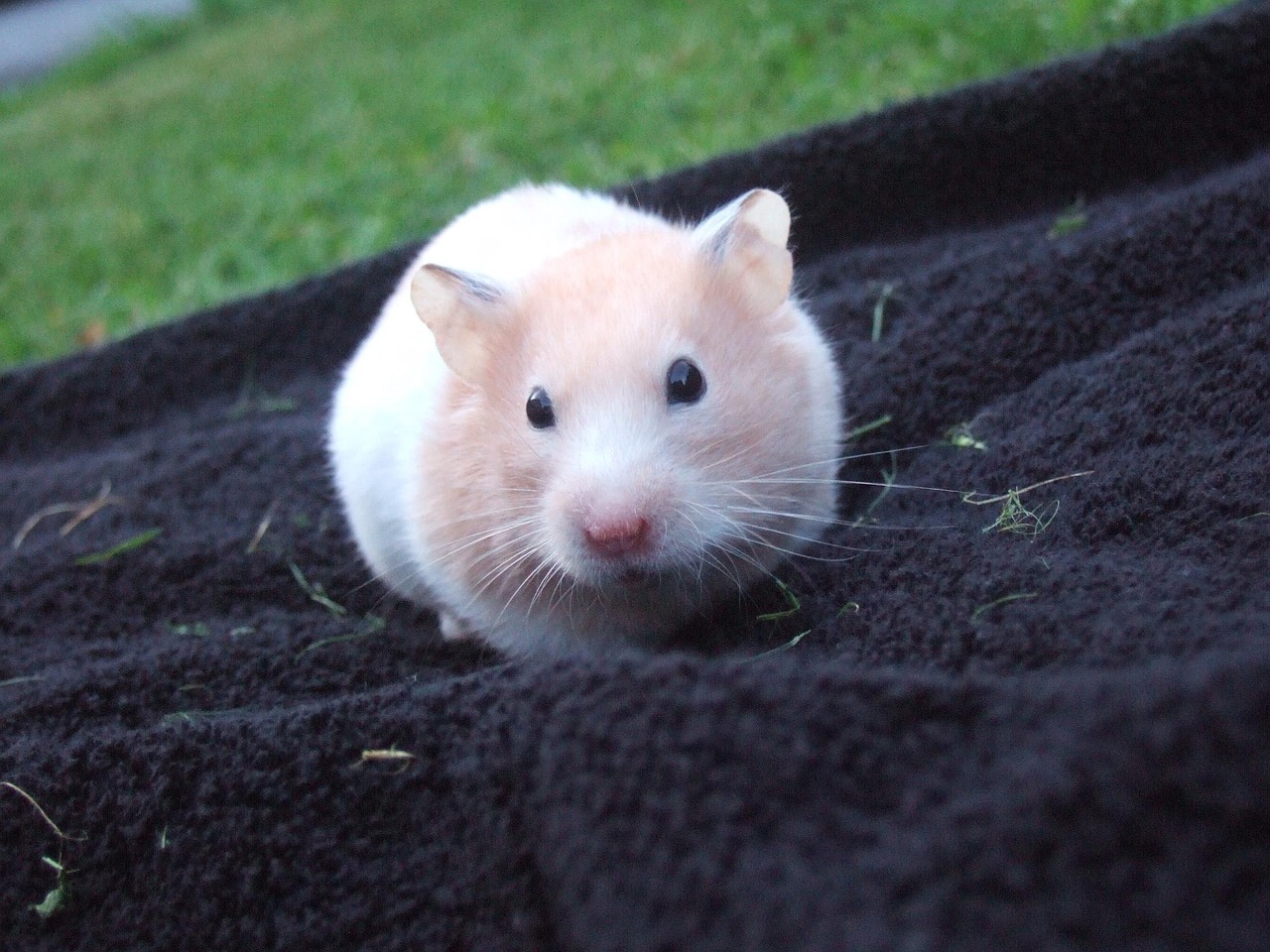 hamster cute small free photo