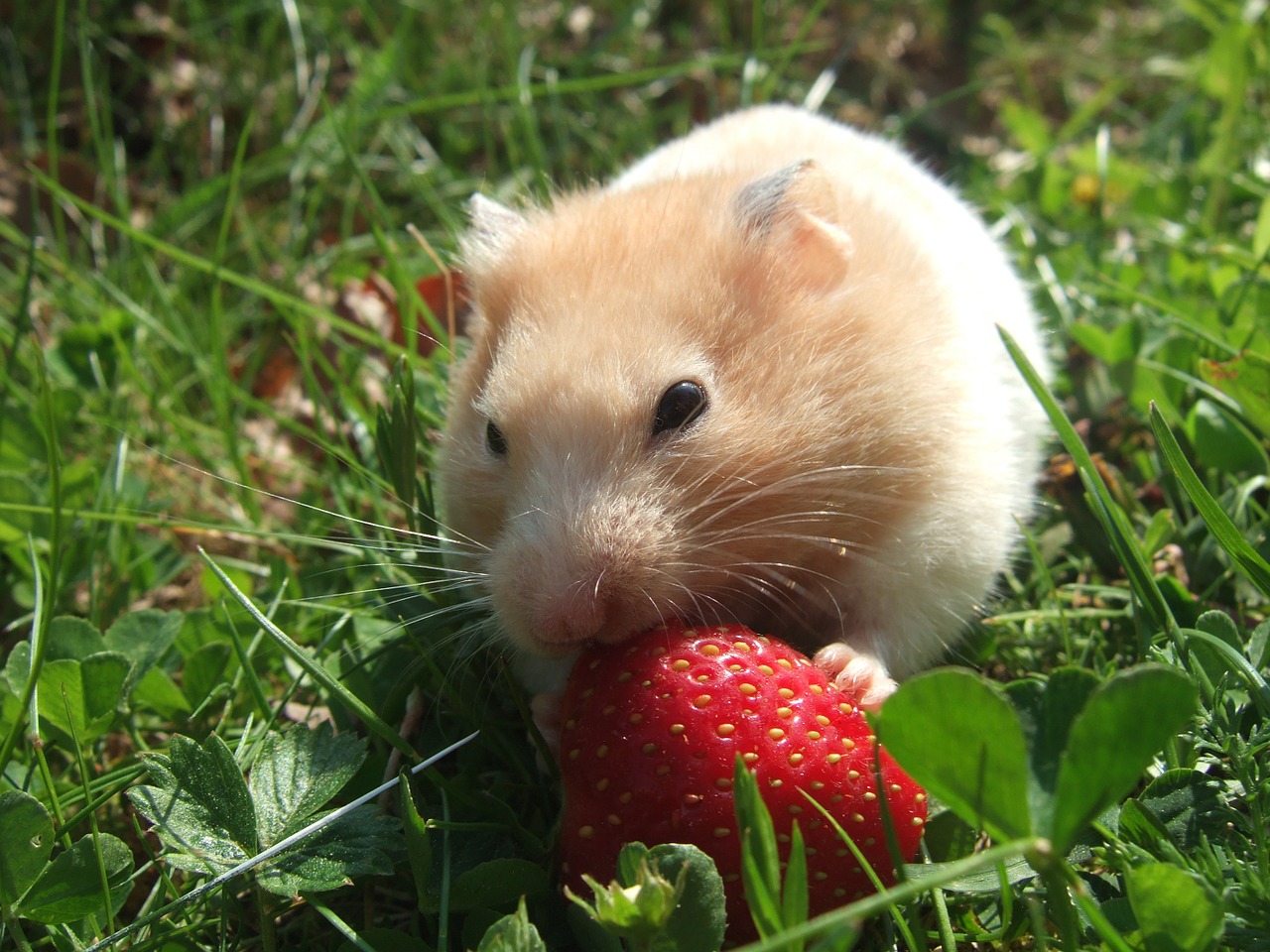 hamster golden strawberry free photo