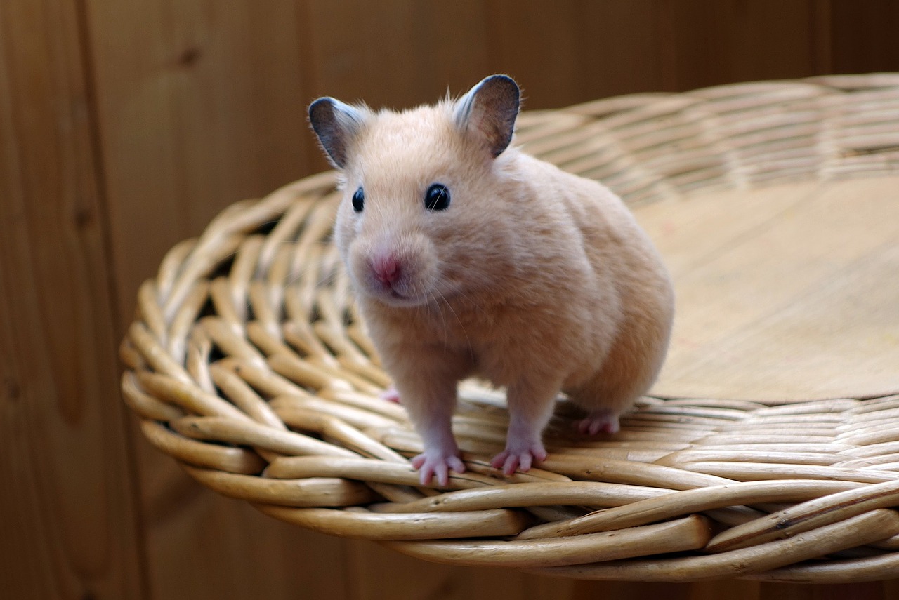 hamster animal chair free photo