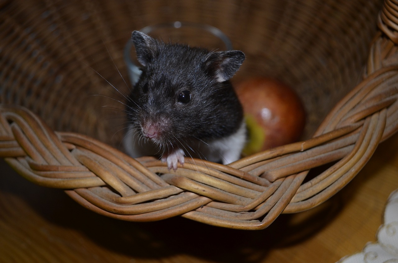 hamster animal muzzles free photo