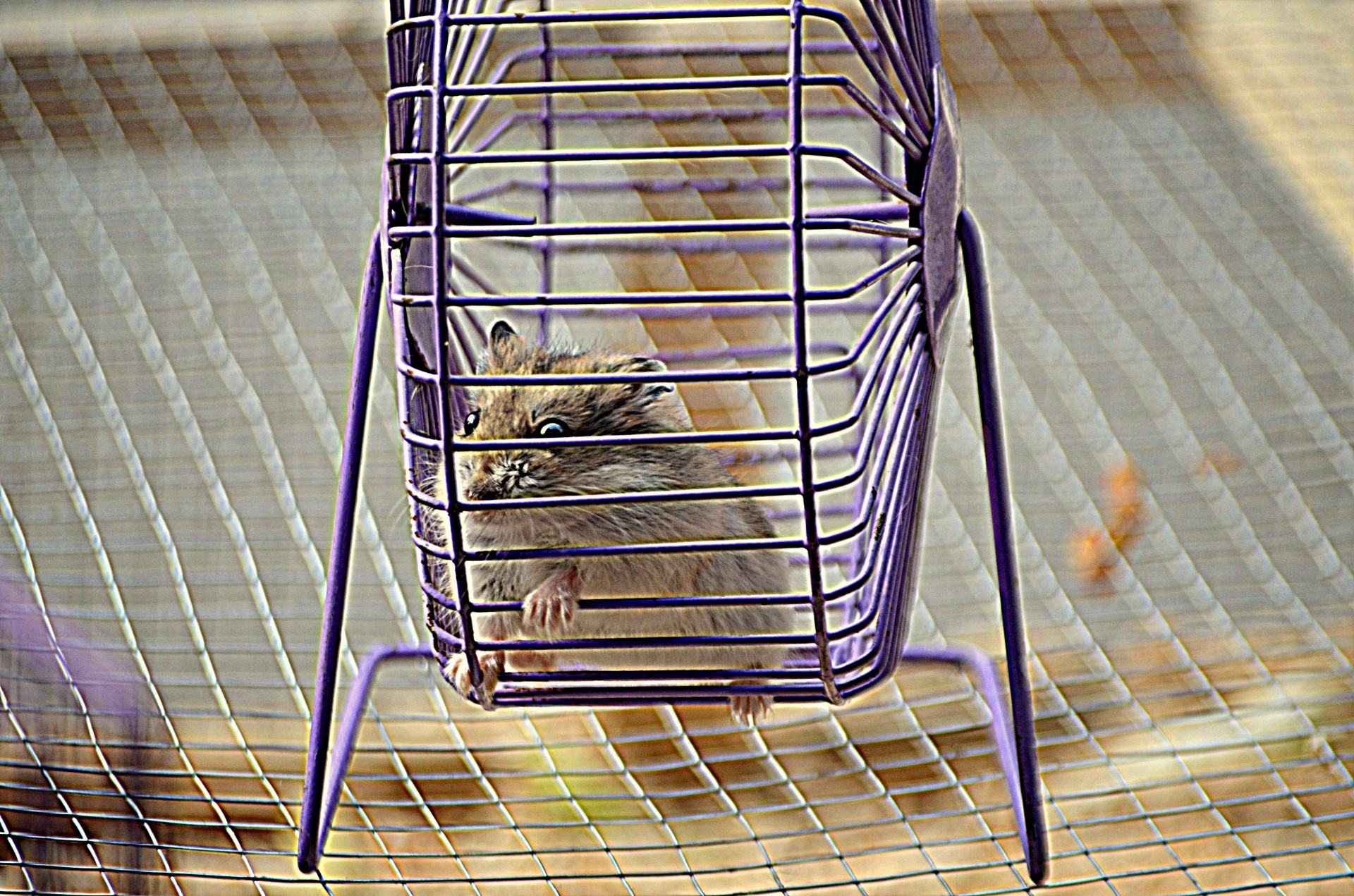 animals hamster rodent free photo