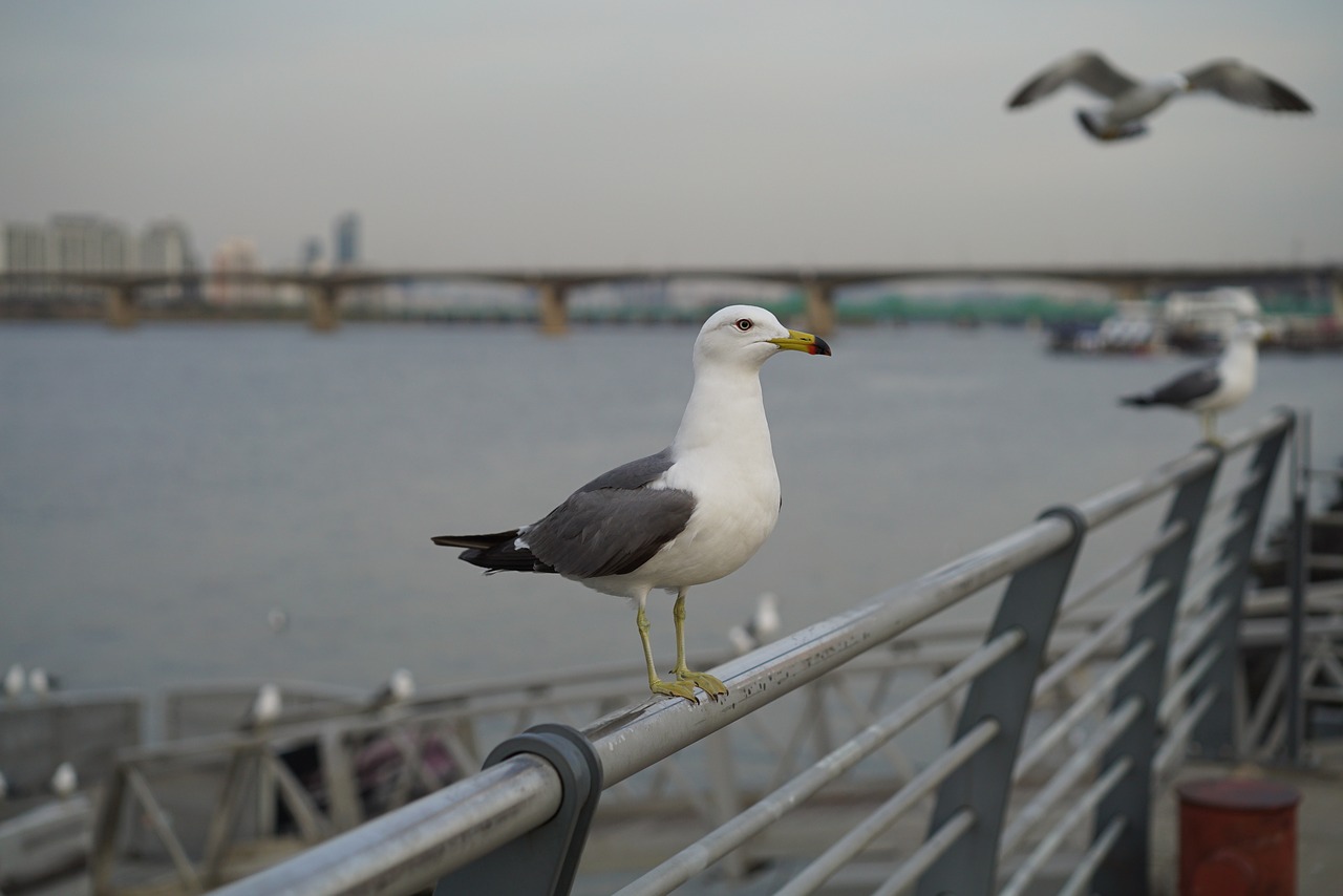 han river seagull picnic free photo