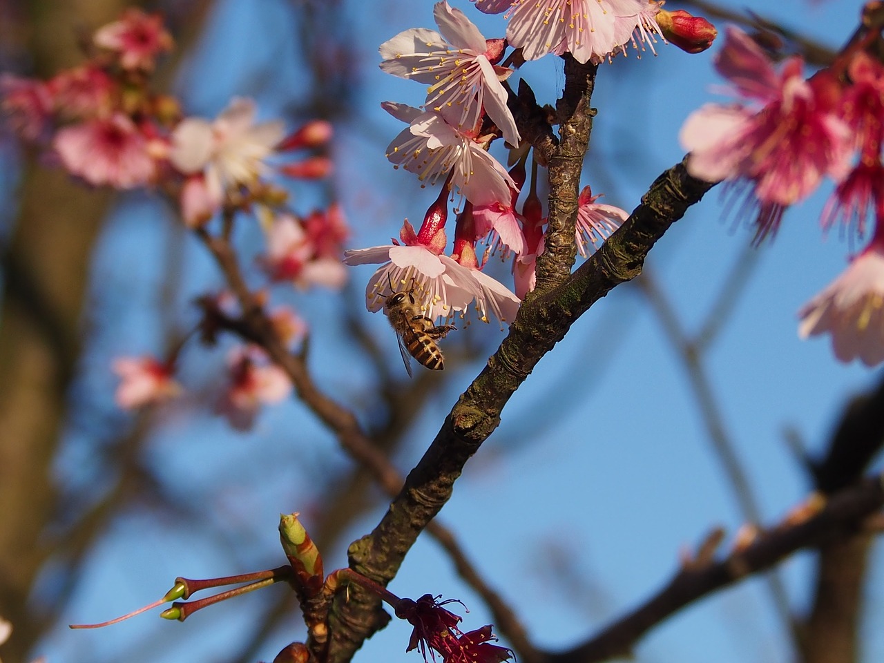 han ying bee taipei free photo