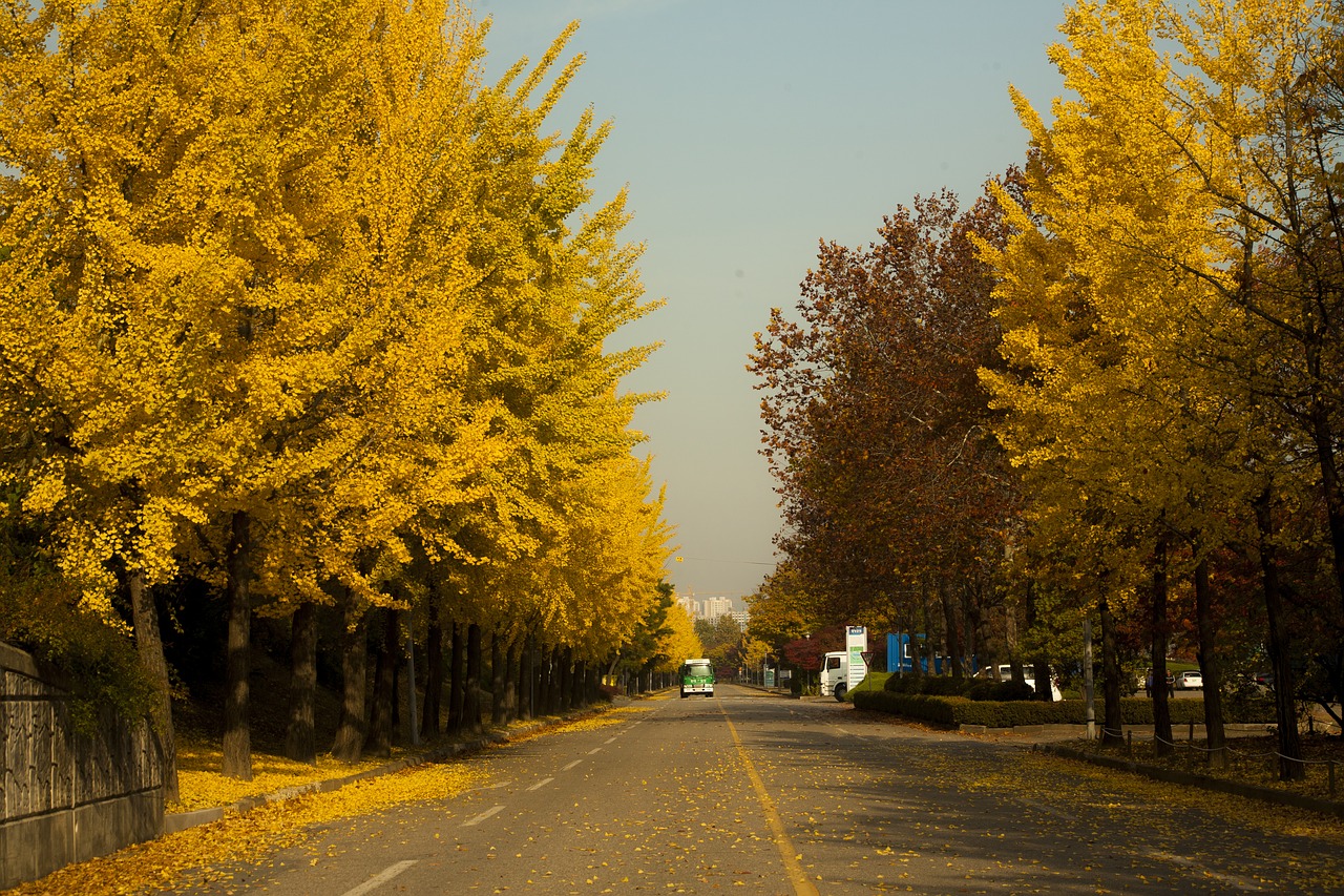 hanam city autumn landscape free photo