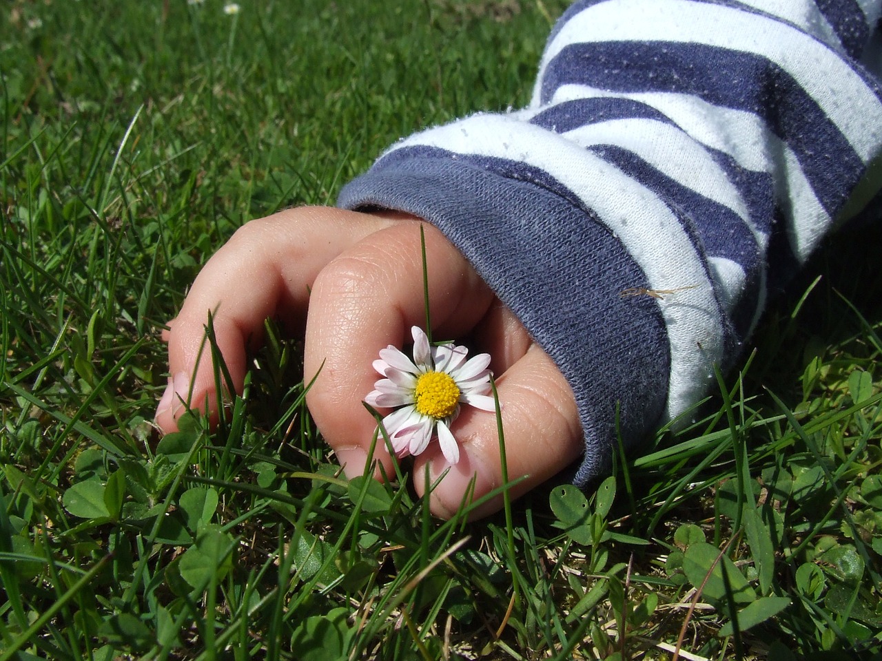 hand flower plant free photo