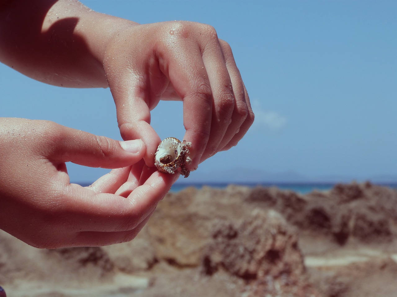 hand hand shell sea free photo