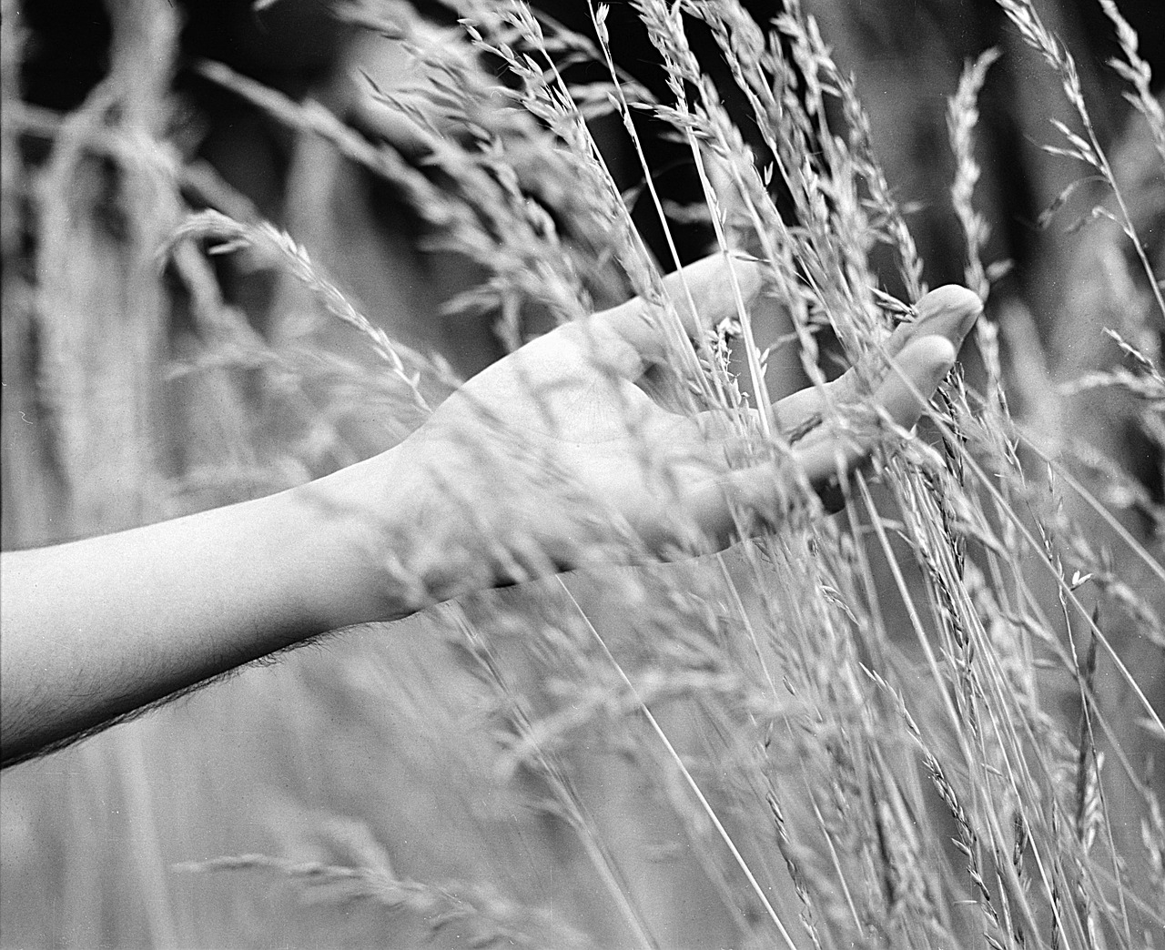 hand tall grass free photo