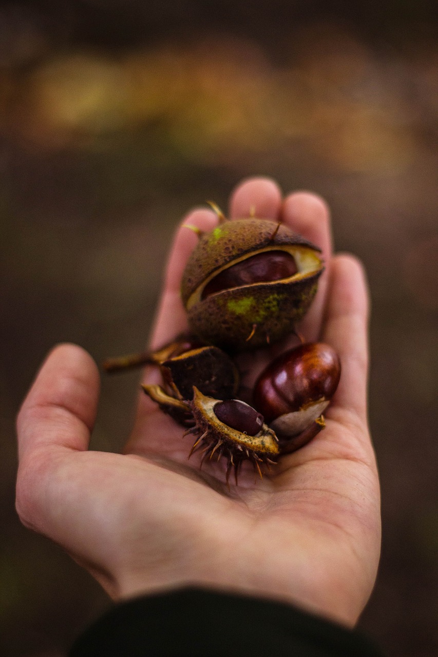 hand autumn fall free photo