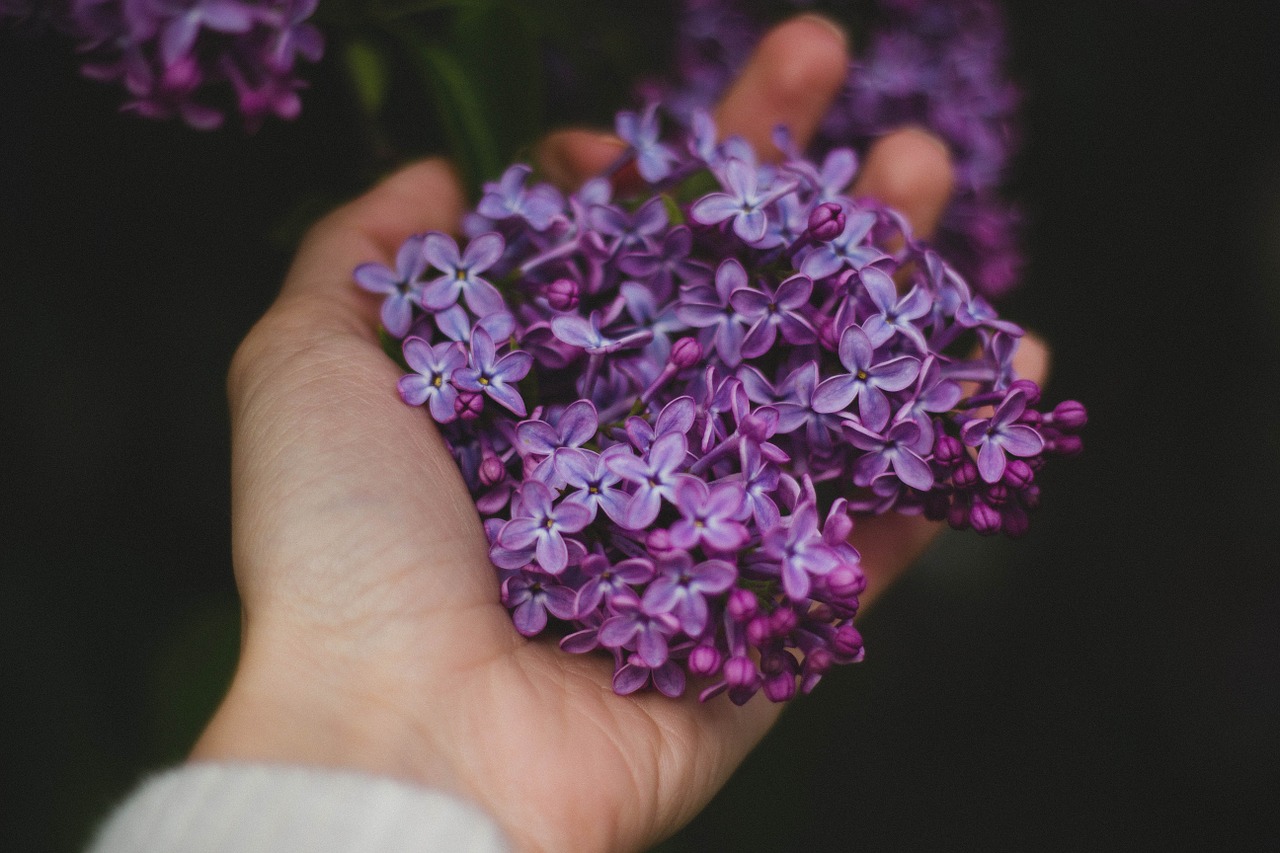 hand flowers violet free photo