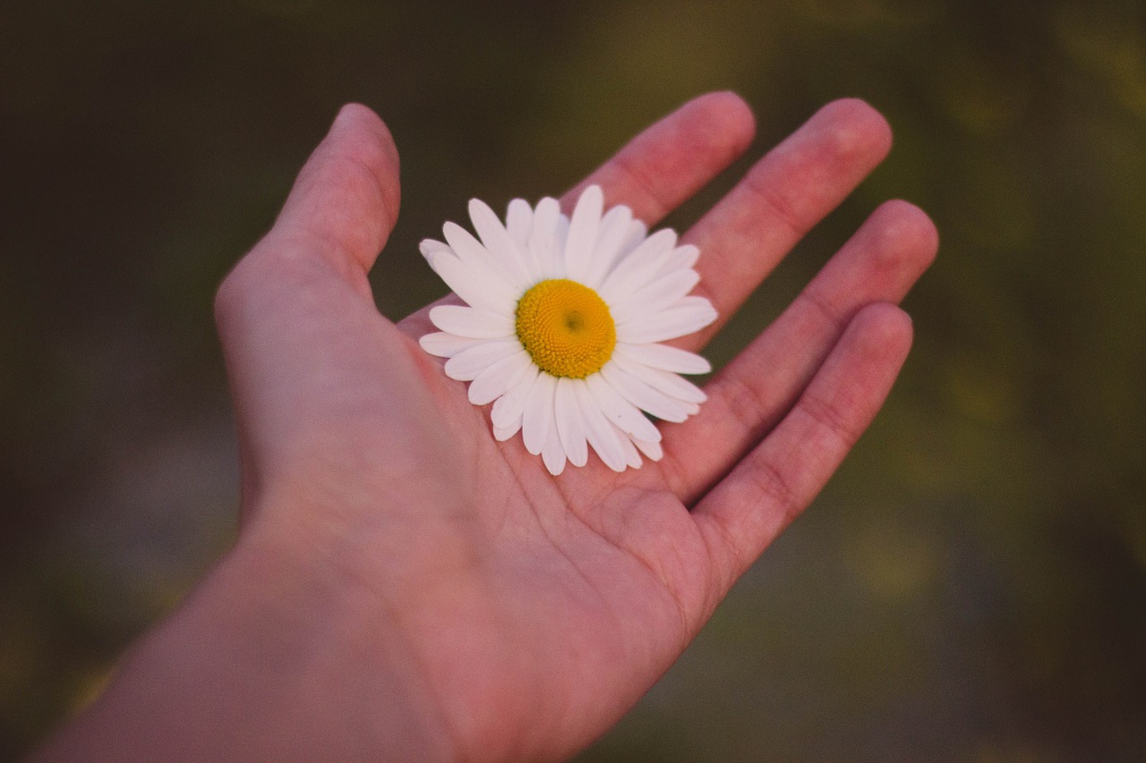 hand white flower free photo