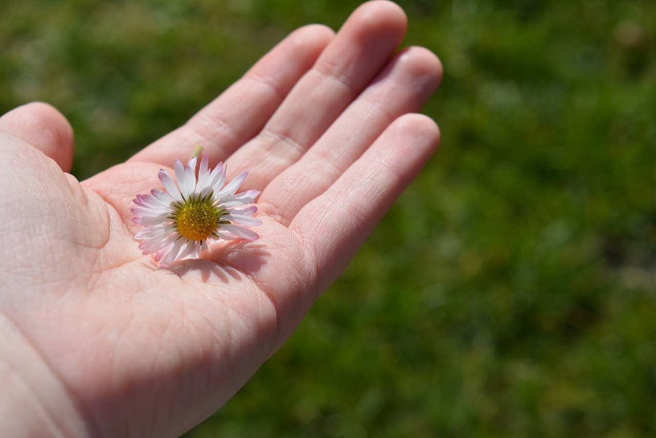 hand daisy satisfaction free photo
