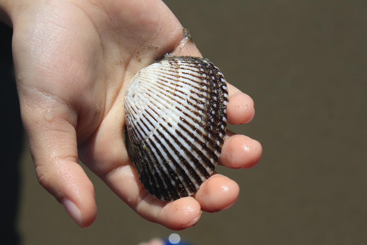 shell seashell shellfish free photo