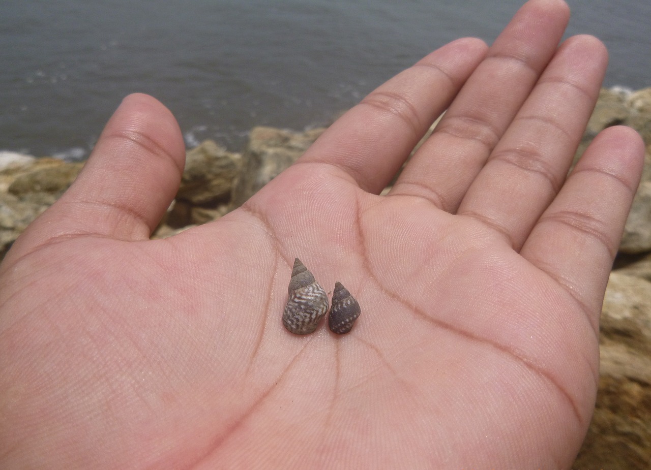 hand snail beach free photo