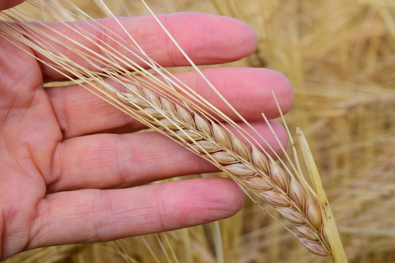 hand grain barley free photo