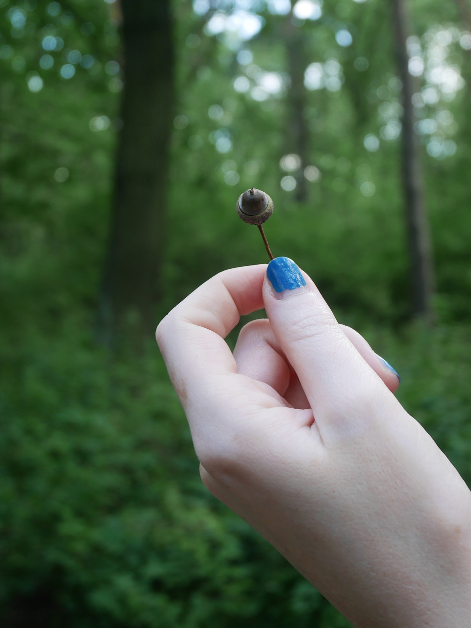 hand forest acorn free photo