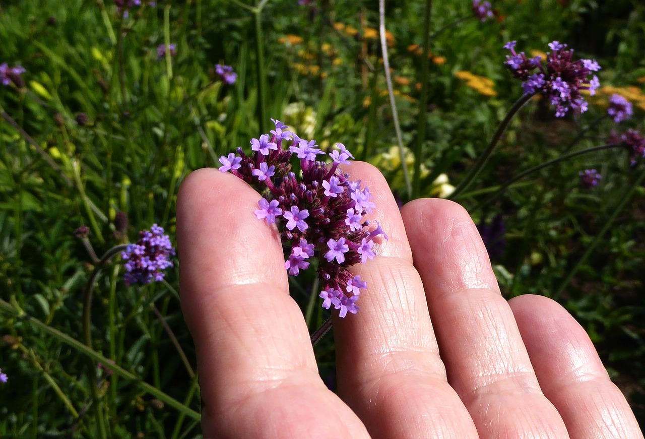 hand small flowers mini free photo