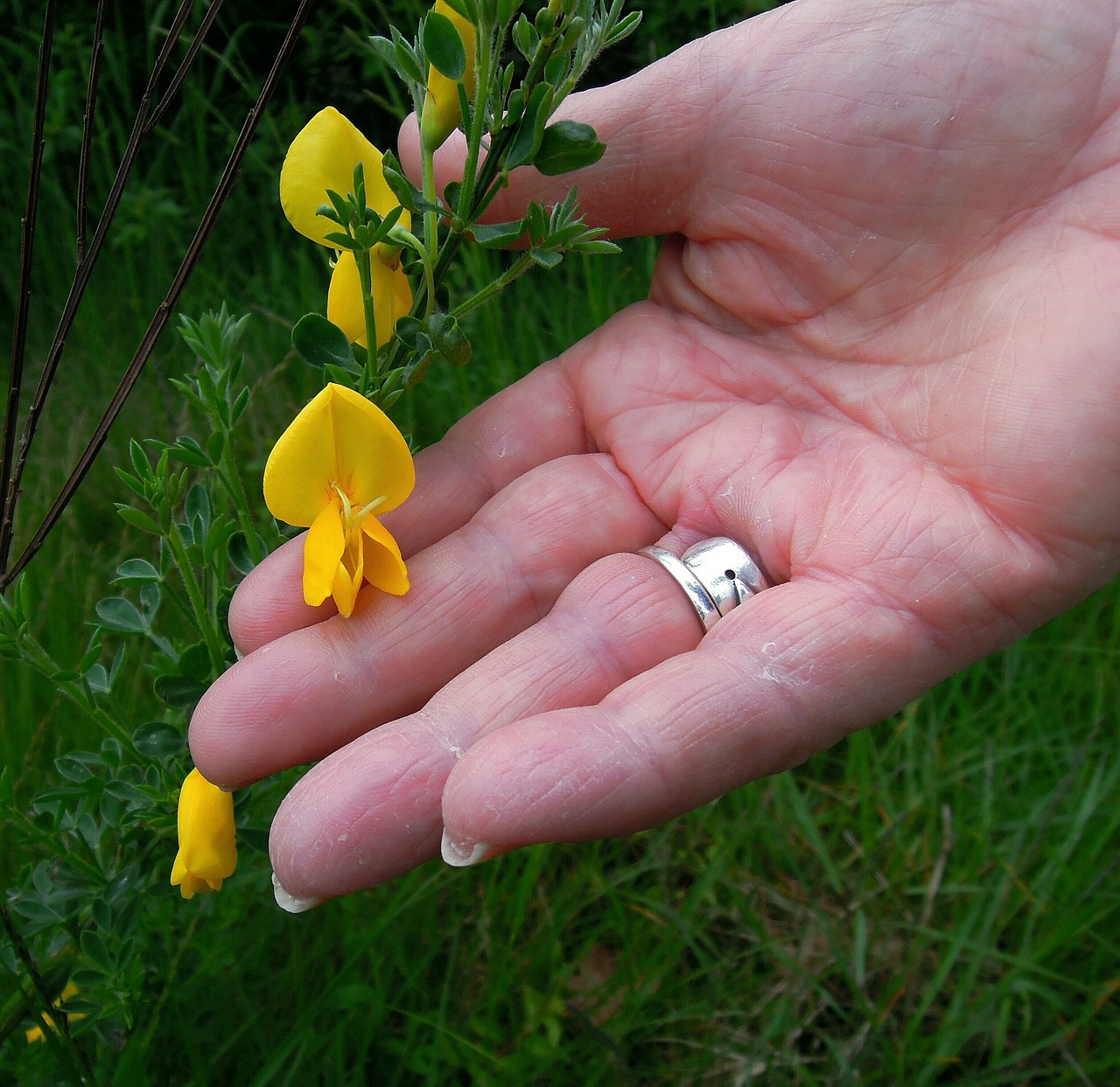 hand palm finger free photo