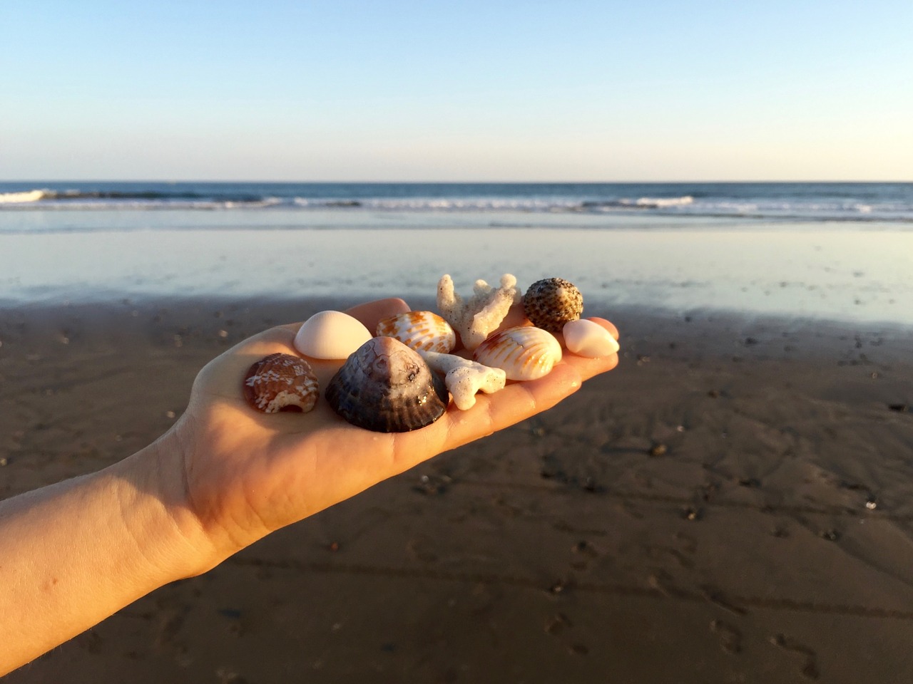 hand seashells ocean free photo