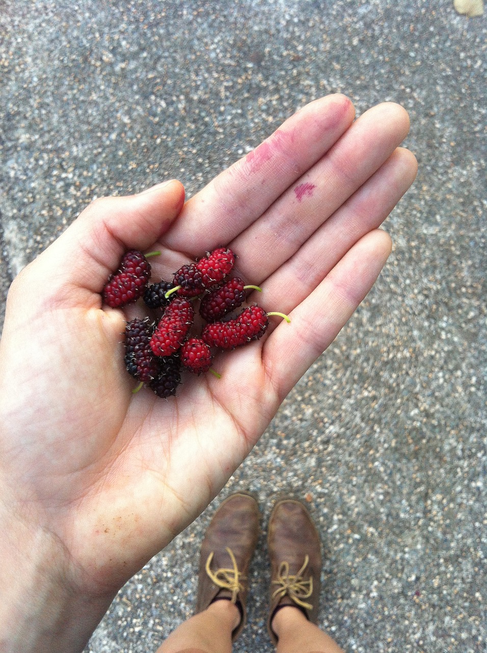 hand fruit mulberry free photo