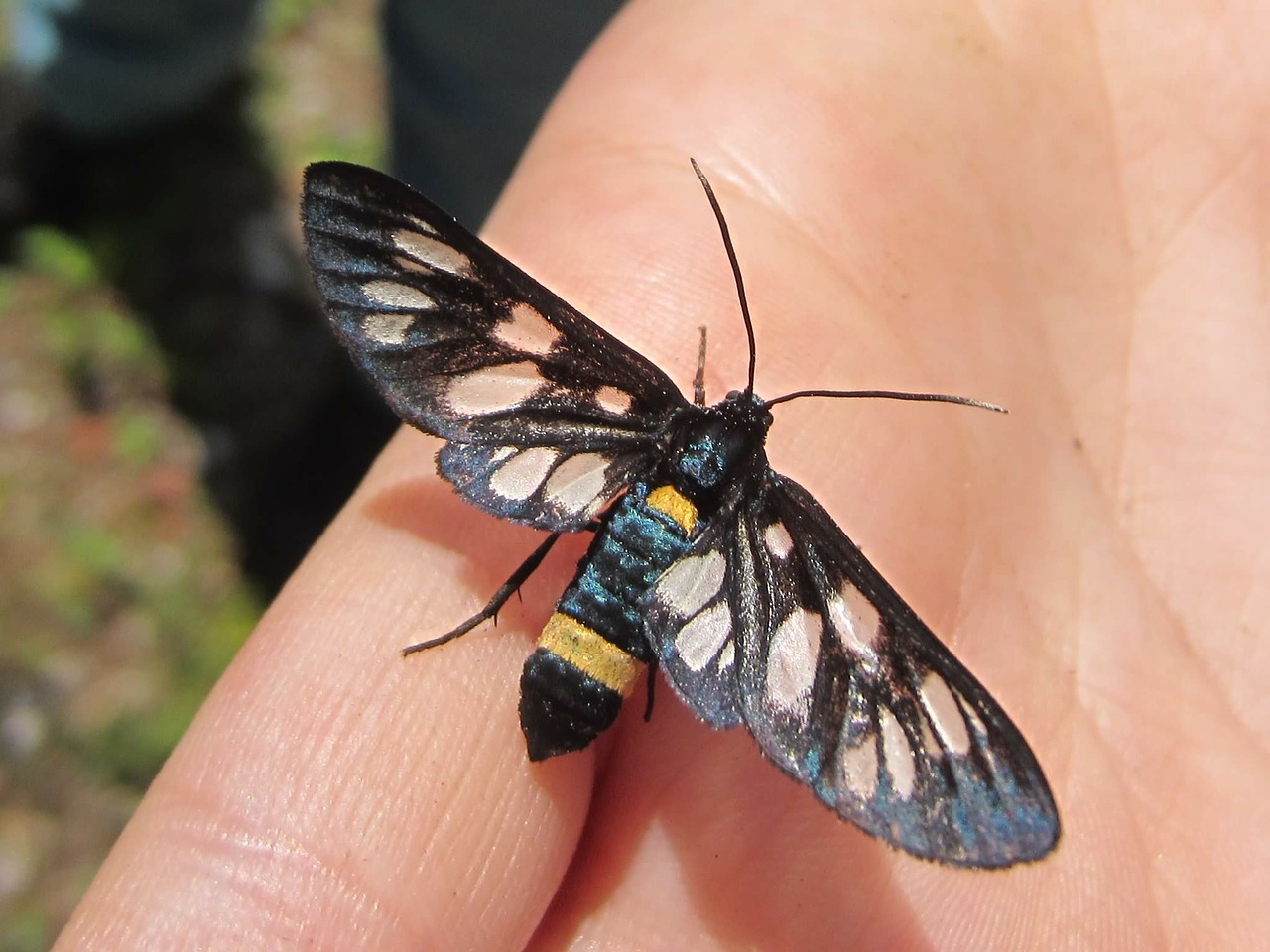 hand butterfly close free photo