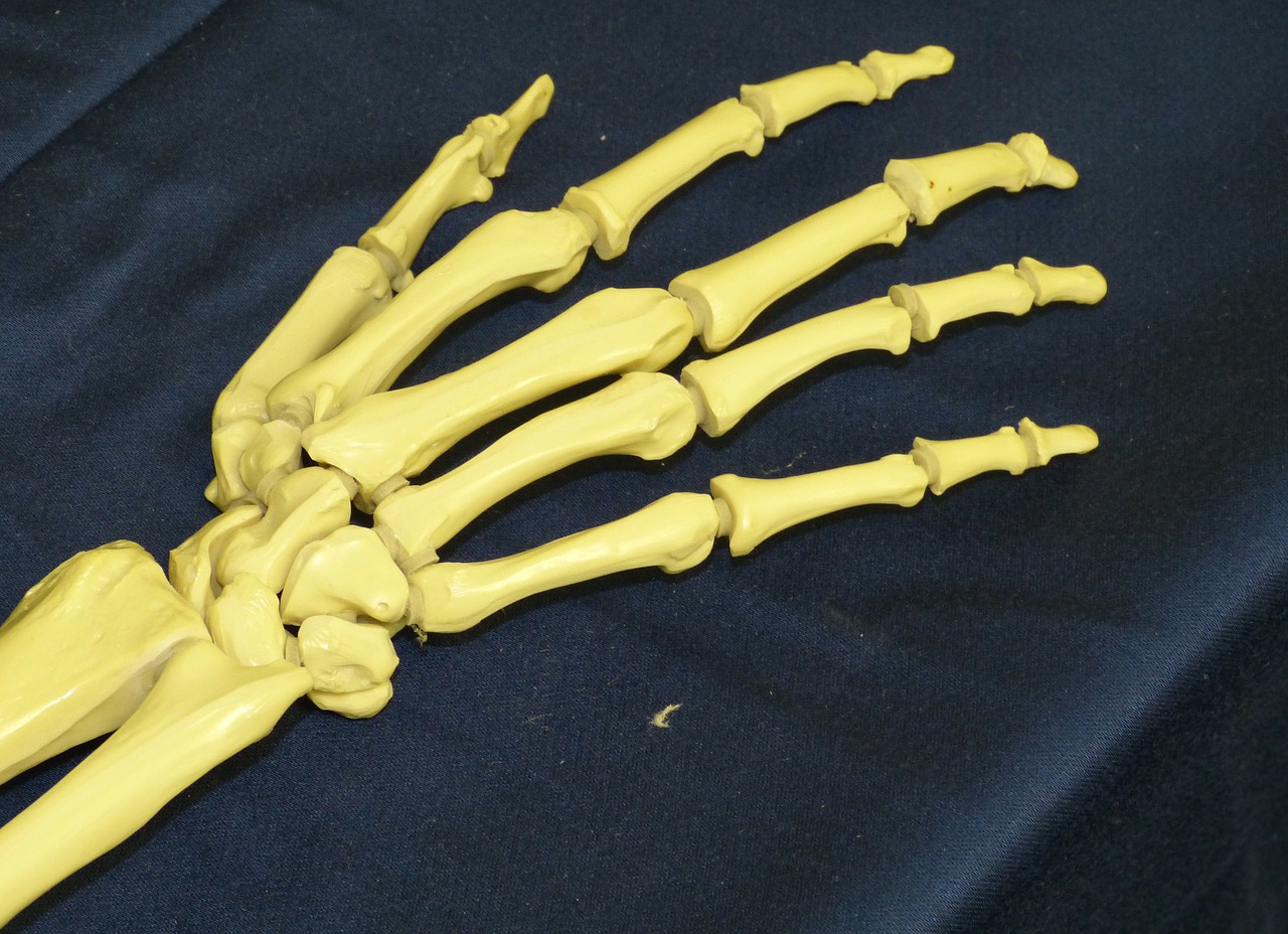 hand bone skeleton free photo