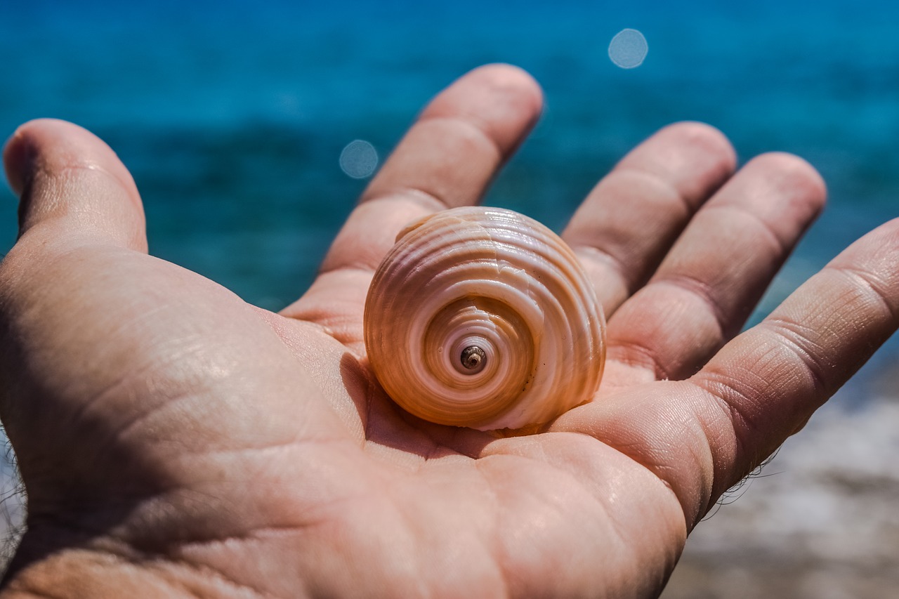 hand shell sea free photo