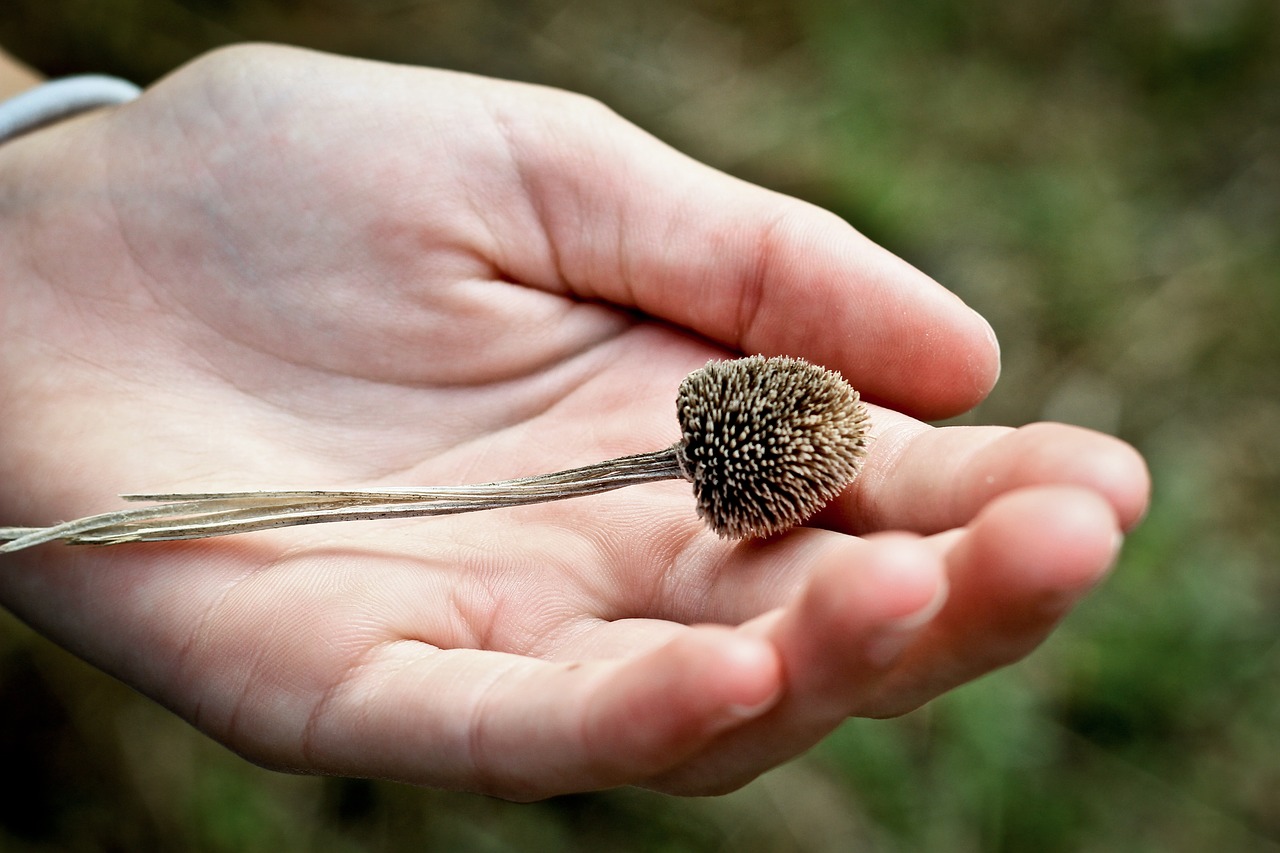 hand palm flower free photo