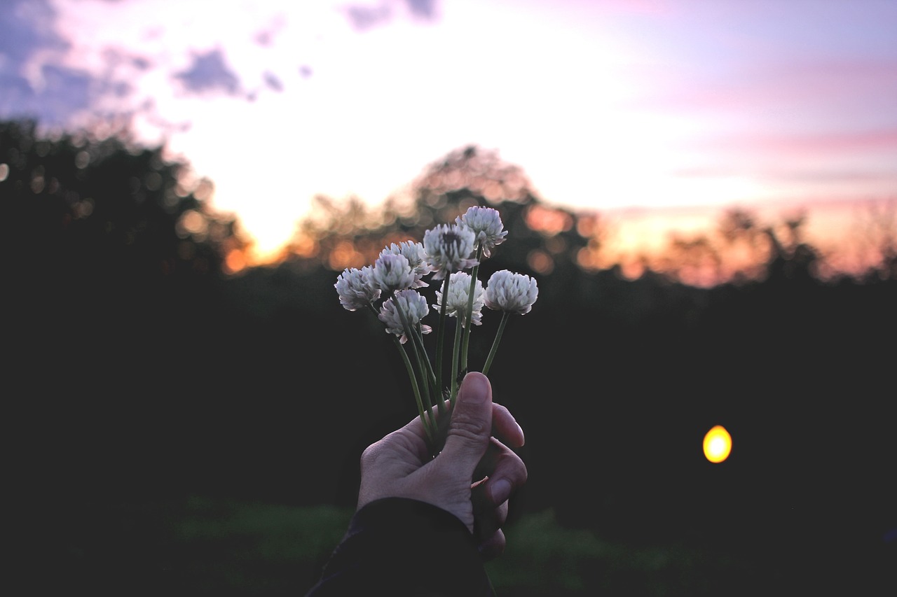 hand flower petal free photo